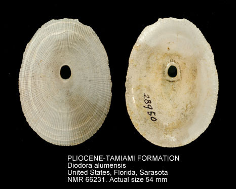 PLIOCENE-TAMIAMI FORMATION Diodora alumensis.jpg - PLIOCENE-TAMIAMI FORMATIONDiodora alumensis(Mansfield,1930)